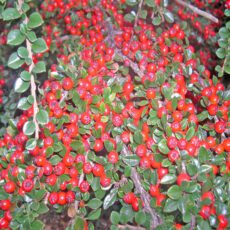 5023242999852 1 Cotoneaster horizontalis 3L.jpg